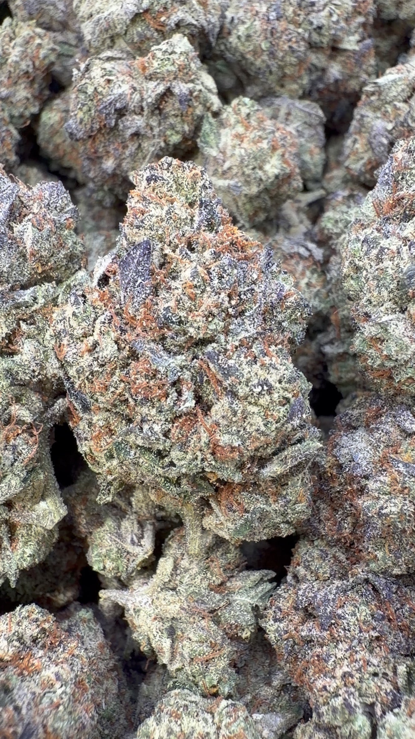 Barneys Biscotti Indoor - Bulk - Indica