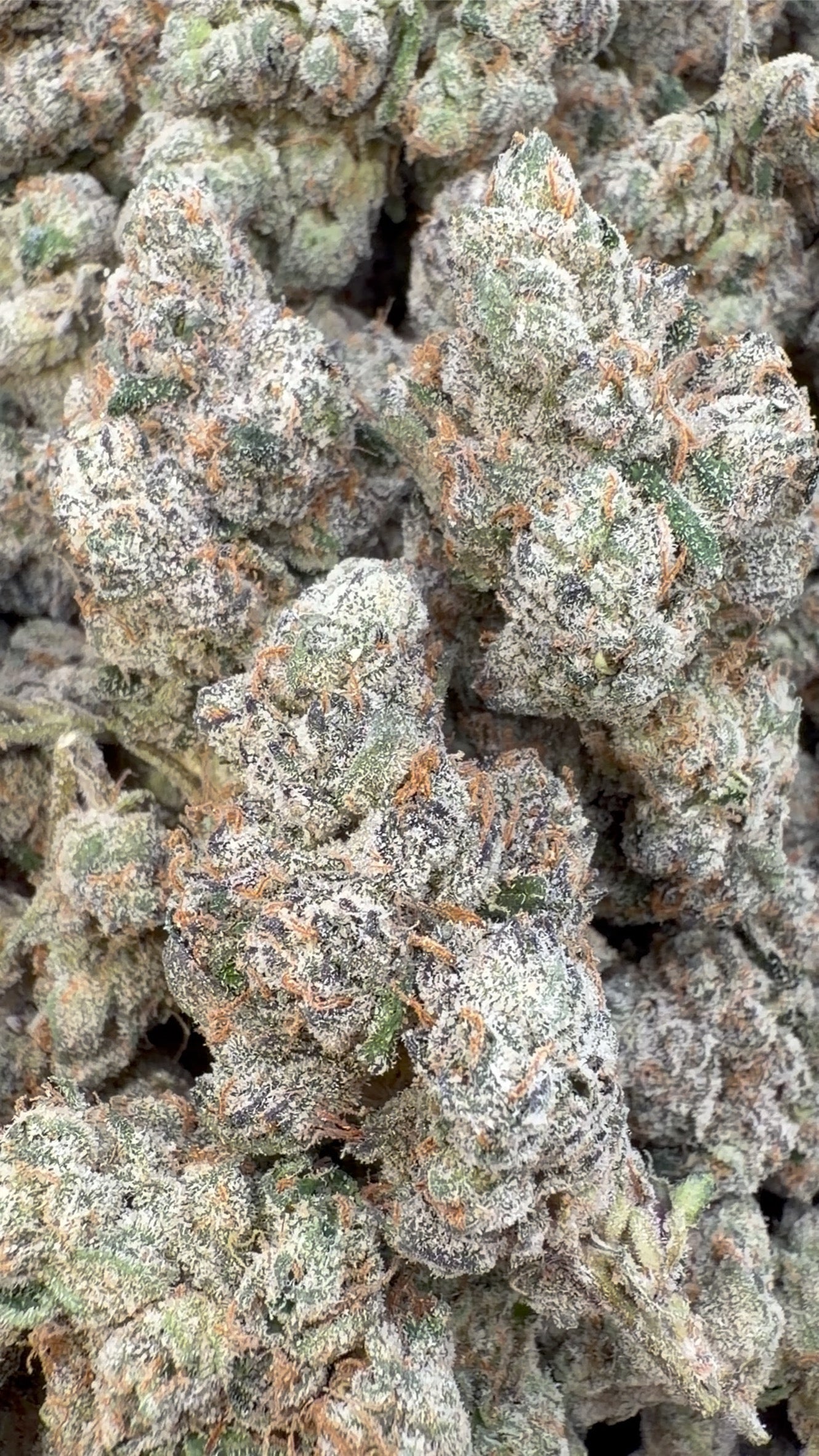 Elite Boutique Exotics Yuzu Cherries - Bulk- Hybrid