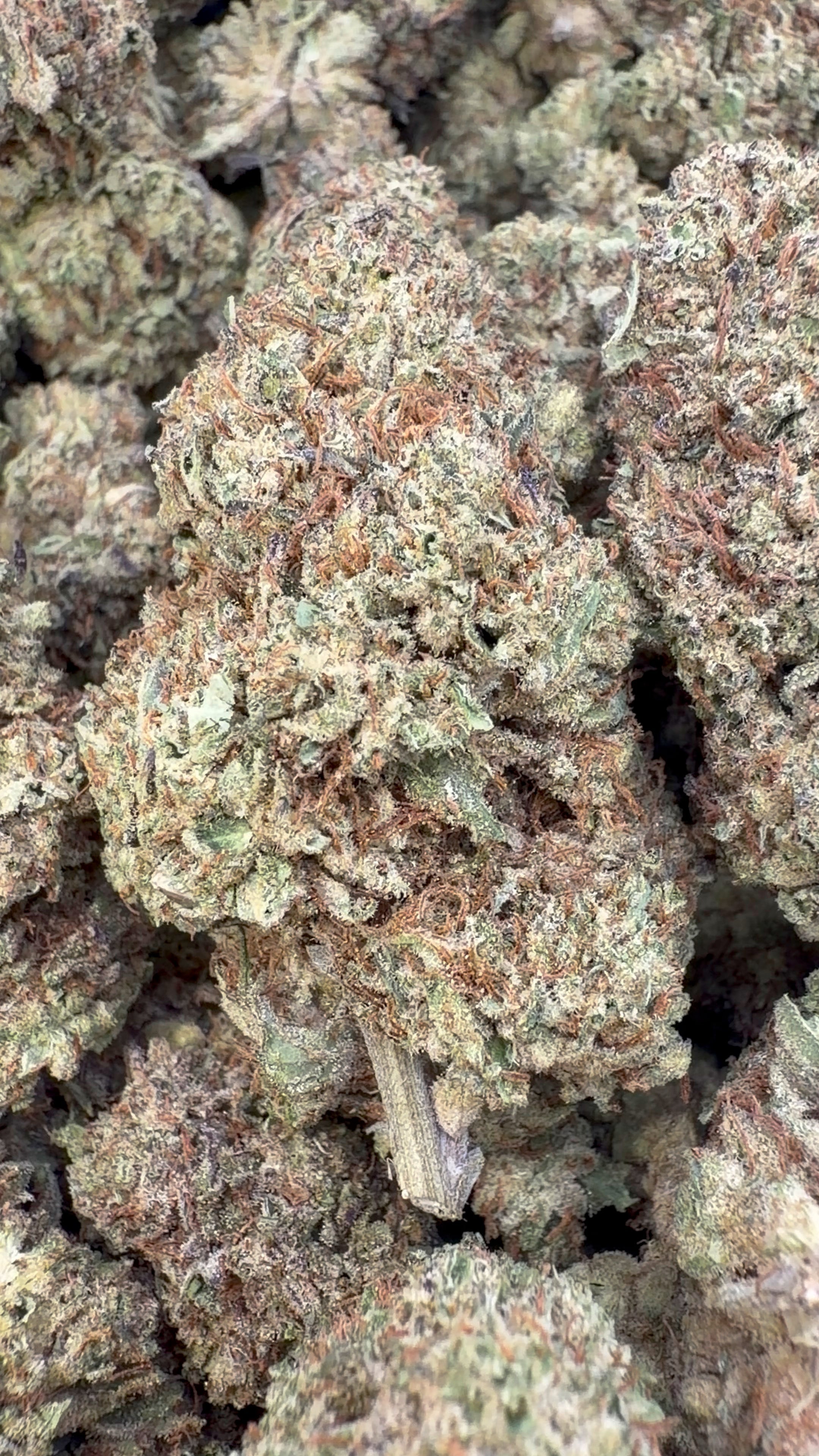 Purple Sherbet - Bulk - Indica