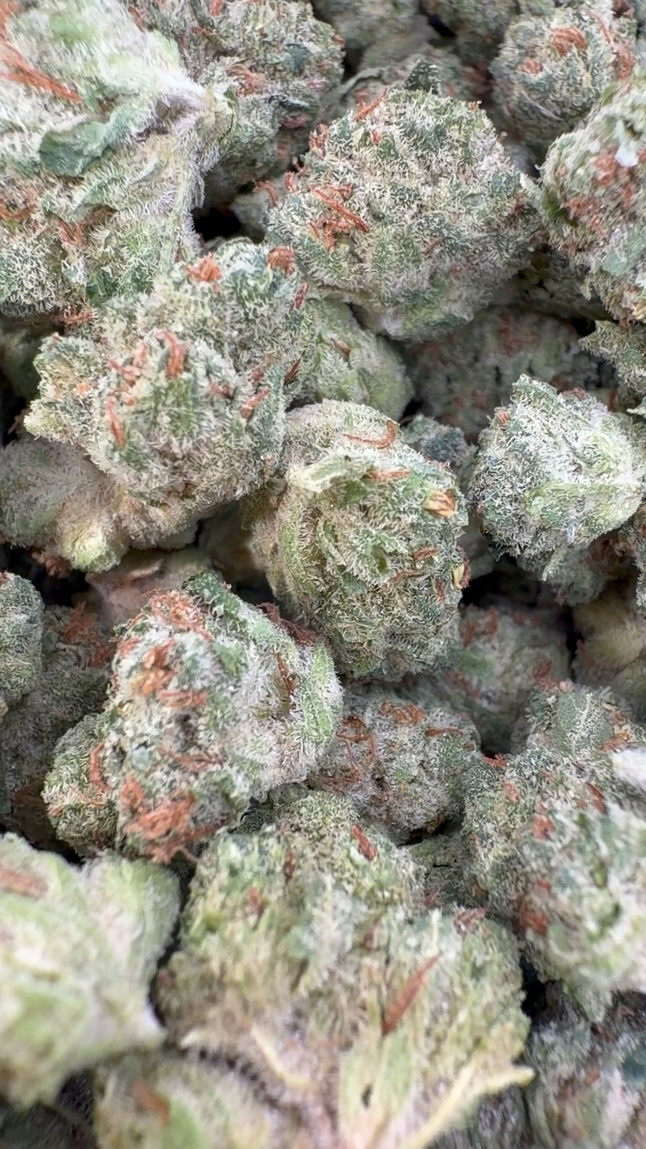 Laughing Gas Indoor Littles- Bulk Littles - Hybrid