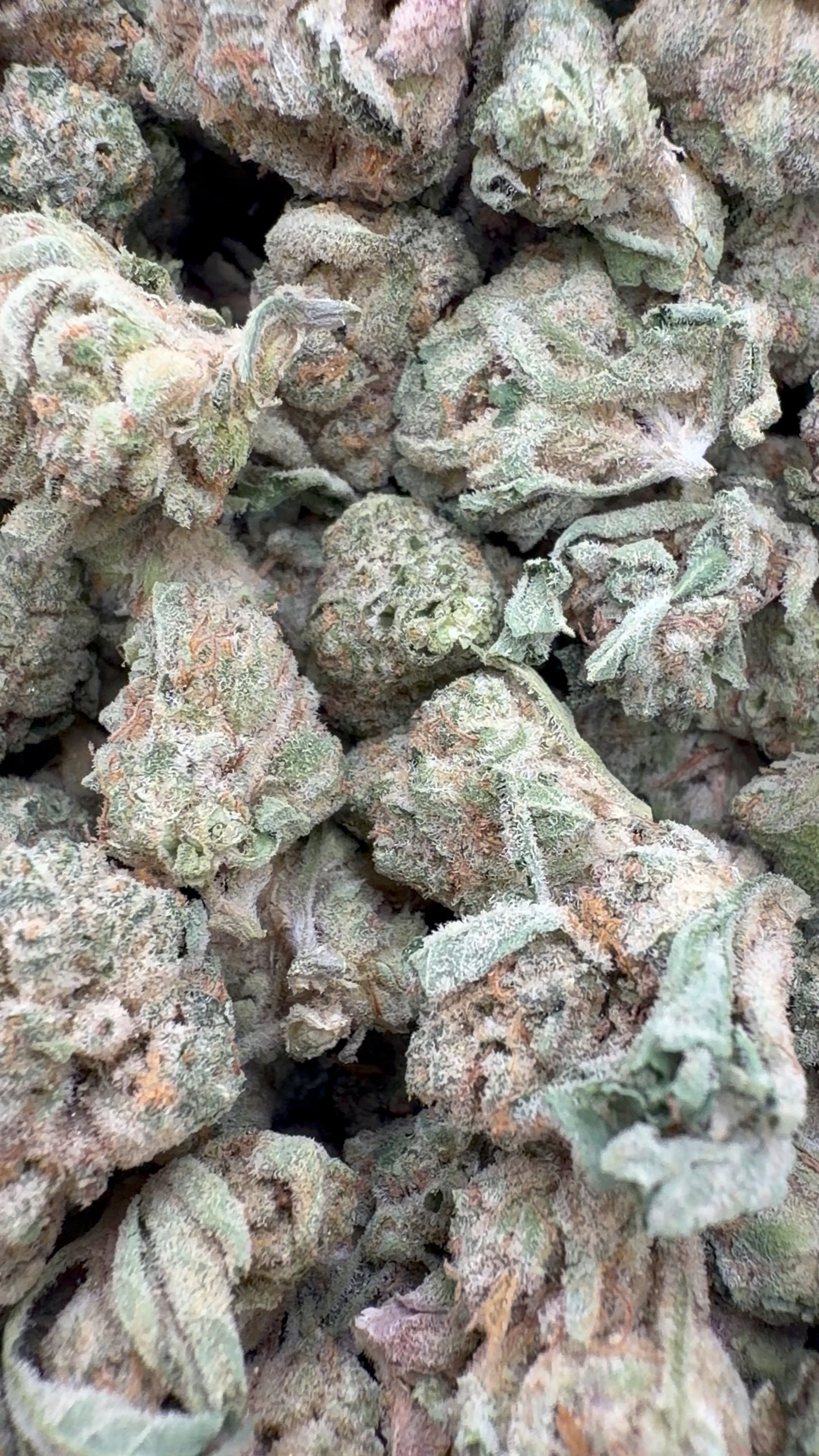 Wedding Cake Indoor Littles - Bulk Littles - Indica
