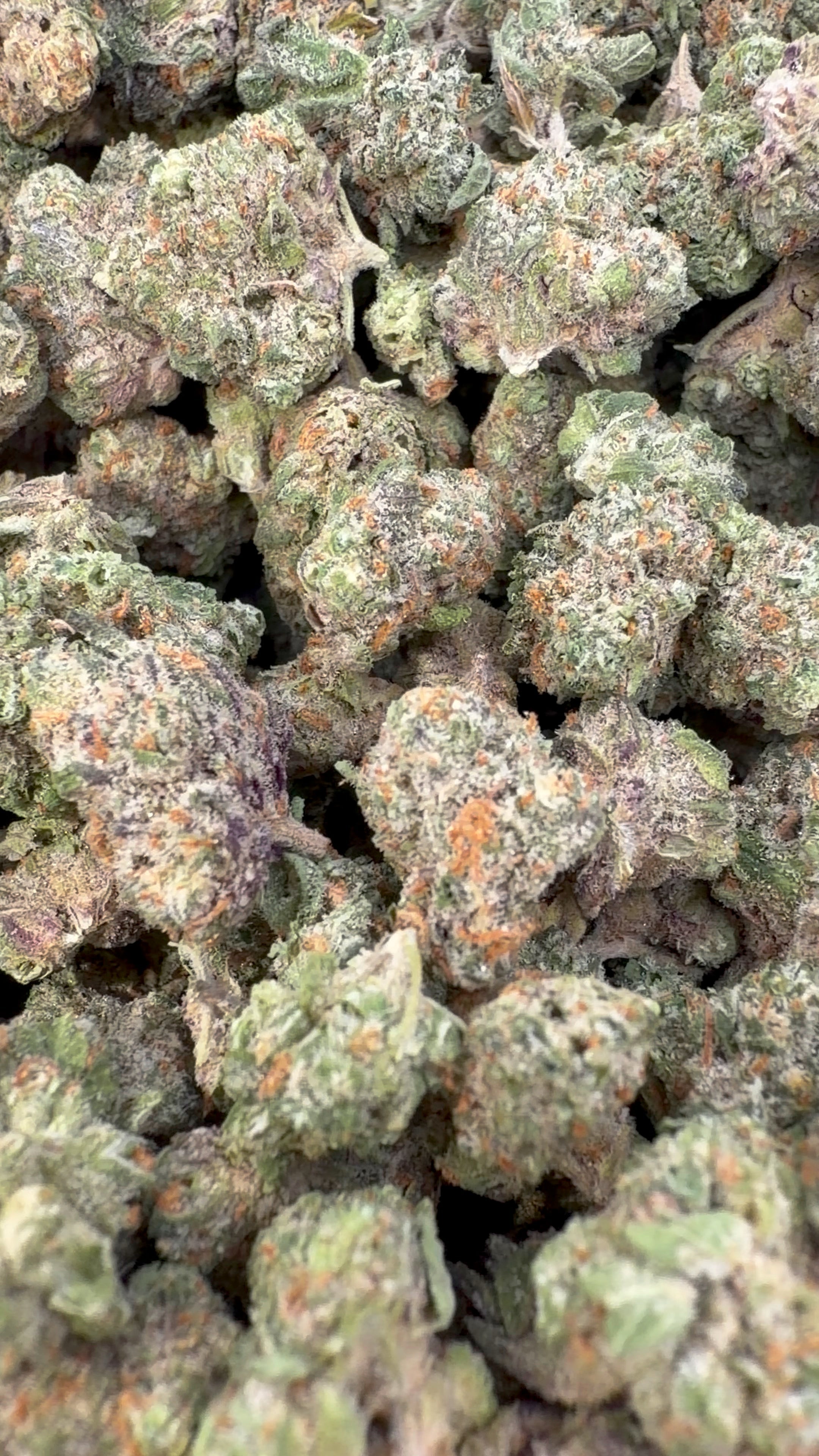 24K Gold Indoor Littles - Bulk Littles - Indica