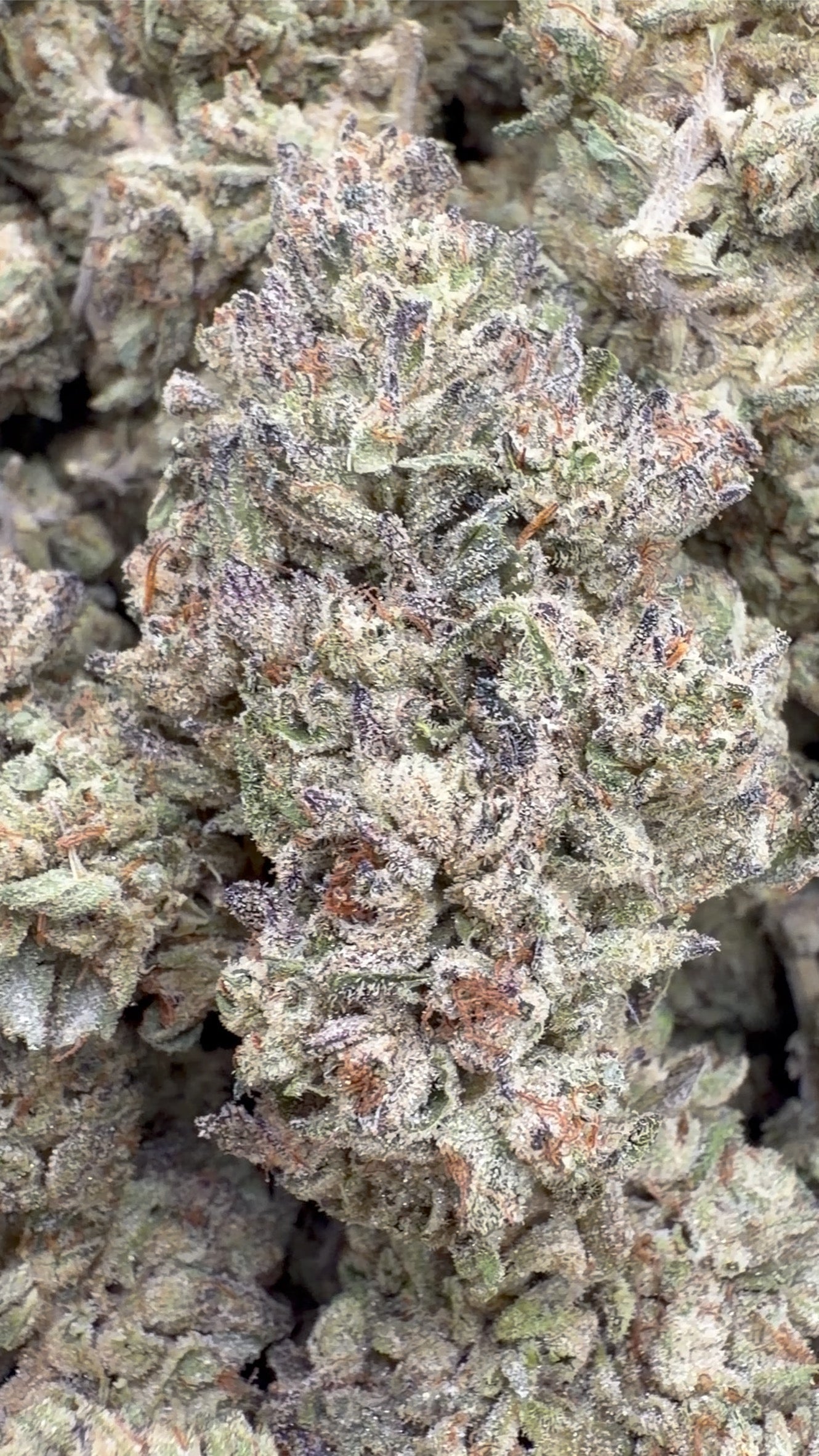 Double Cake - Bulk - Hybird